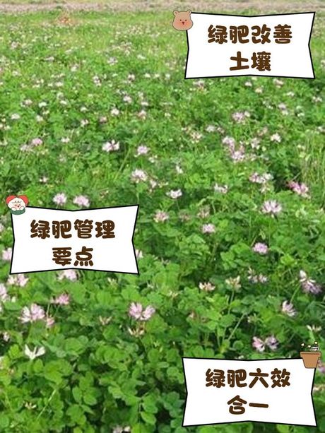 绿肥，绿肥的百科知识