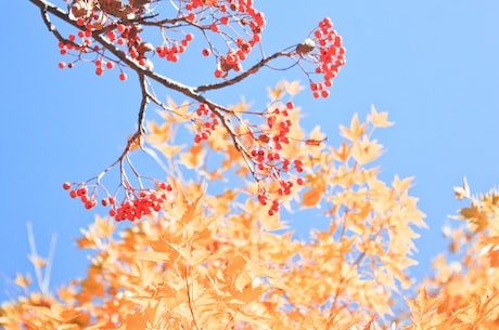 壬寅虎年是什么年 虎是「寅」木