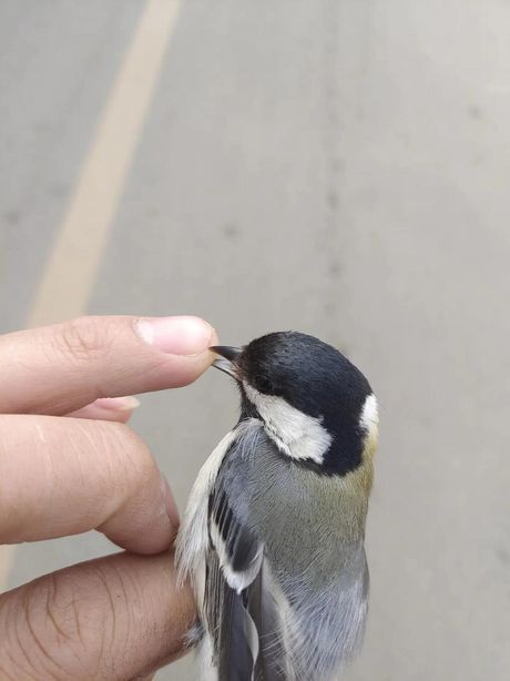 了解一种生物：贝子鸟