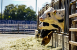 uc davis(UC Davis：美国加利福尼亚大学戴维斯分校)