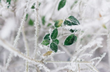 四川突降暴雪，美不胜收！