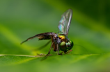 昆虫学(昆虫学：了解这个世界上最多样化的类群)