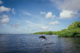 mangrove(神奇的红树林——探秘中国南海海岸的红树林资源)