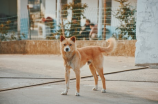 虎斑犬(十大可爱虎斑犬，谁是你的最爱？)