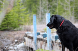 狂犬病疫苗注射时间(狂犬病疫苗注射时间-了解宠物注射时间才能让它健康成长)