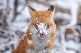 雪中红(探江南奇花——雪中红的美丽传说)