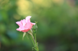 朱雀桥边野草花 乌衣巷口夕阳斜(朱雀桥边野草花 乌衣巷口夕阳斜，一场别样的美丽邂逅)